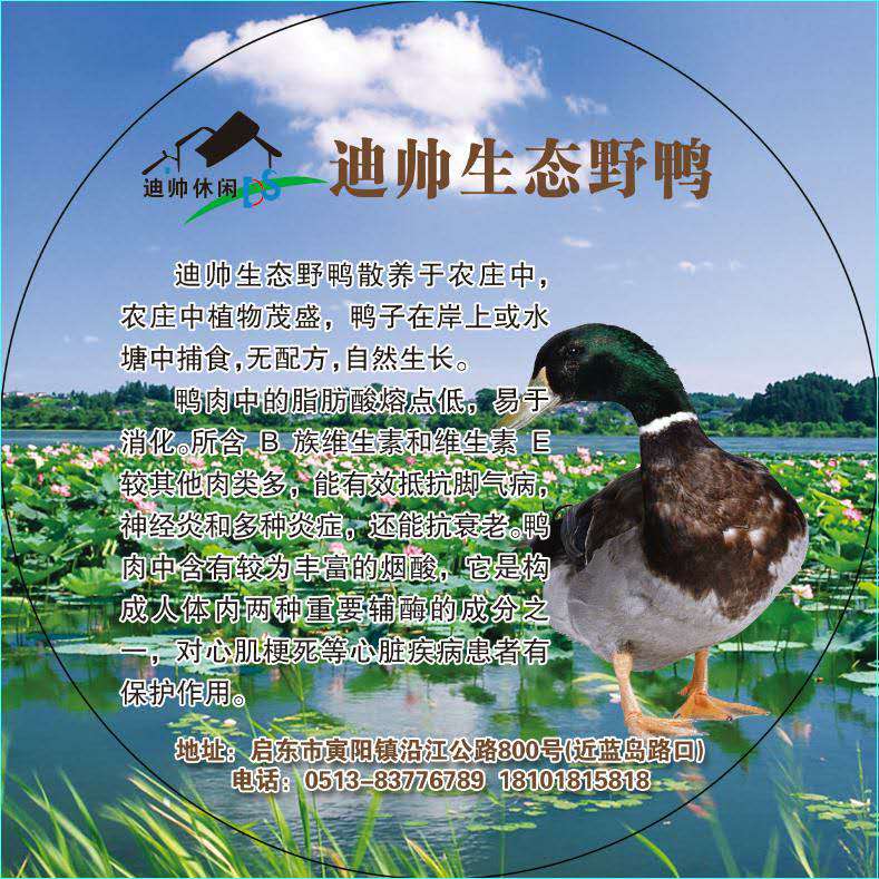 惠萍镇好玩的生态草鹅旅游